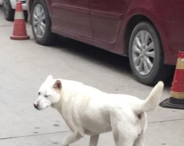 流浪小白狗一下摔了个狗啃泥,这行为女子看的尴尬症都犯了……