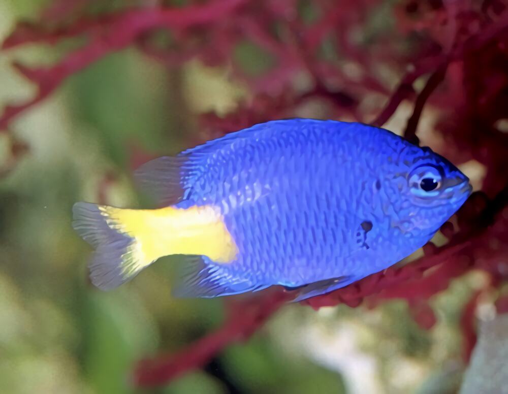 黄尾蓝魔鬼身份信息