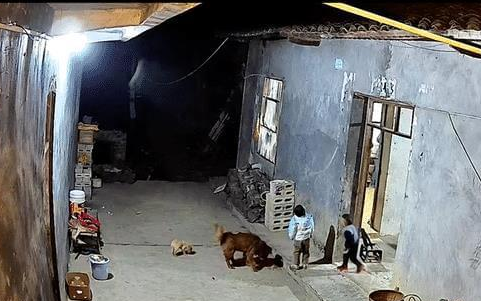 孩子摔跤倒在狗狗身上, 爷爷误以为狗欺负孩子