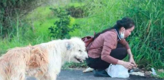 狗狗等了2年的主人家再次发生,它却不肯跟他回来了,缘故有点儿打动