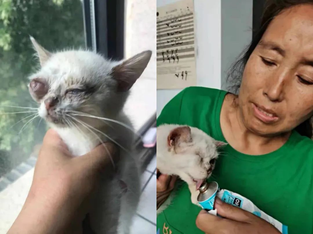 紧急求助!三百只流浪猫狗已经断粮,一起帮帮它们吧!