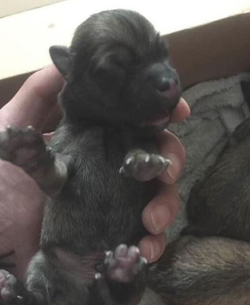 出来遛狗金毛狗狗帮我产生这玩意儿，治好他们，想给他们一个家