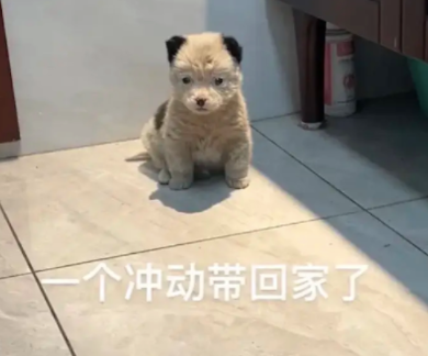 遛狗时遇到一只脏兮兮的小狗,女生果断带回家,洗完澡变得超可爱