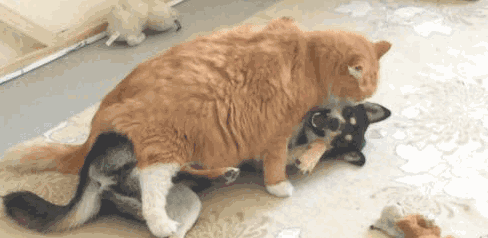 主人家听到门口小狗嚎叫声,认为出了啥事,出去一看禁不住捂着脸