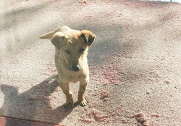 流浪犬每日都来店前报导,狗狗痴痴地望着店内发愣,内情让人辛酸