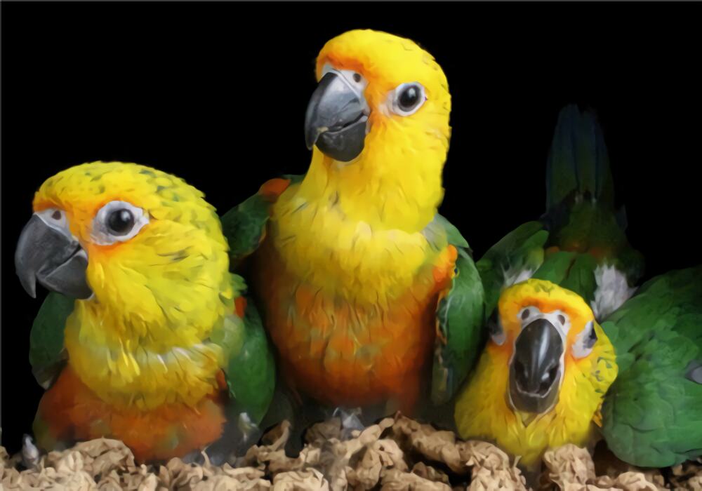 珍达锥尾鹦鹉身份信息