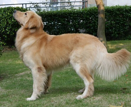半夜瓦斯泄漏 忠犬叫醒主人救起全家性命