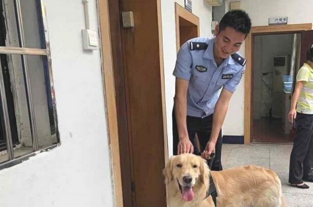 金毛很厉害,假装警犬混入警察局,狗:鸡腿真好吃!