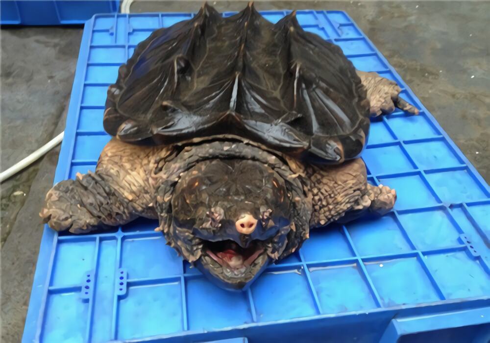 大鳄龟身份信息