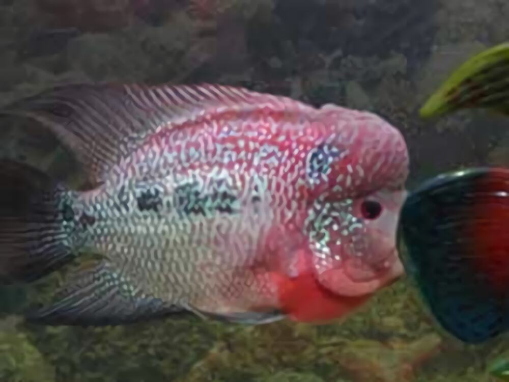 金马骝身份信息