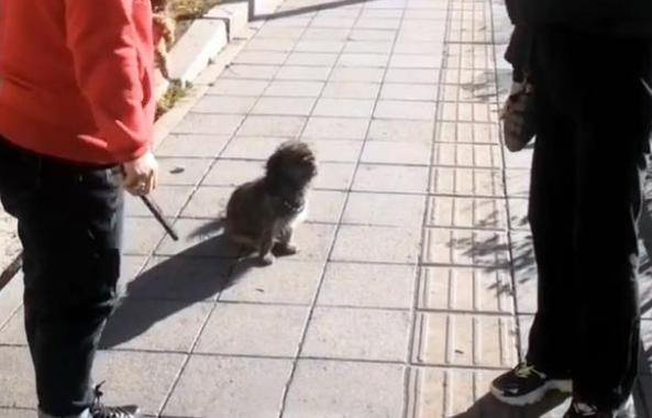 在马路中央等待主人的狗狗,无助的背影看着心疼,终与主人团聚