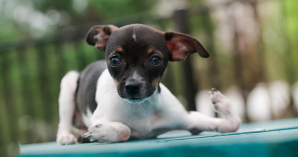 狗狗脚掌夸张弯曲“90度上下颠倒”手术后终于重获新生