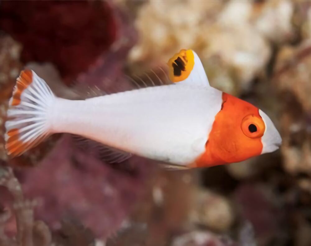 白鹦哥身份信息