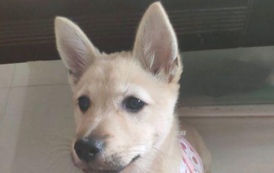 流浪犬宁可跳入水中也不肯信赖男孩儿,再度相逢,见到狗狗样子心痛