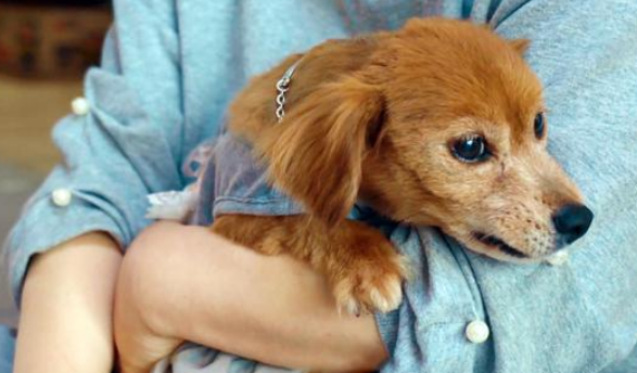 流浪老犬上门乞讨,面对食物不敢接受:我真的可以吃吗?