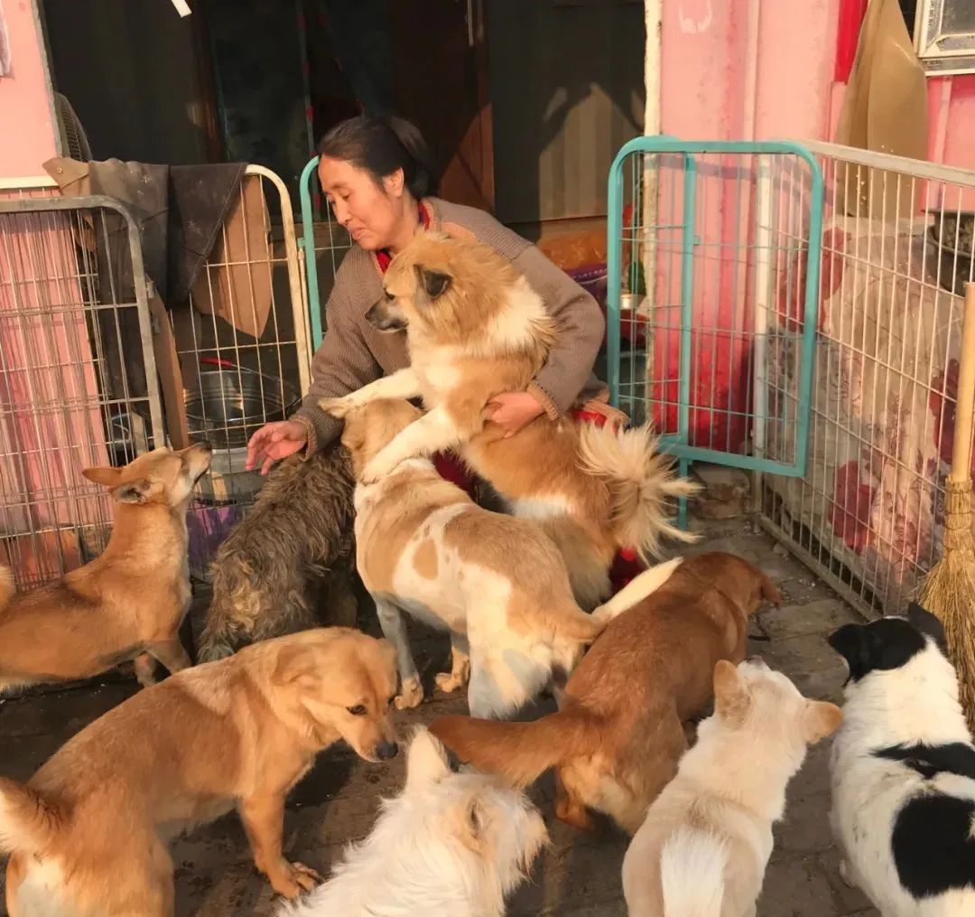 紧急求助!三百只流浪猫狗已经断粮,一起帮帮它们吧!