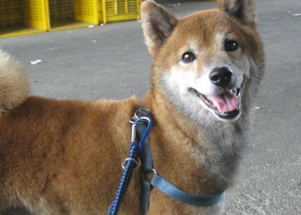17岁失智老柴犬跑不动,醒来看不到主人家忧伤落泪,网民:心碎了