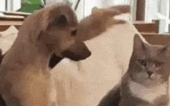 狗狗学主人去撸猫,成果使太大劲把猫都按趴下了,猫:蠢狗走开!