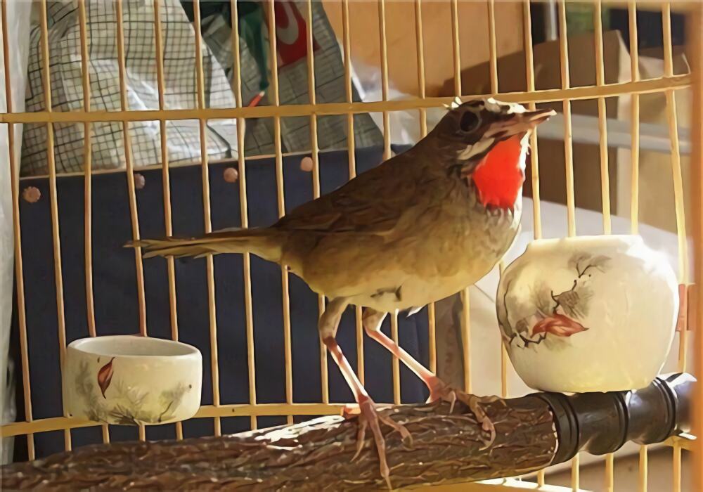 蓝点颏身份信息