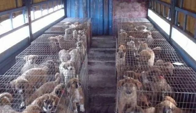 150只狗进食场面,大户人家的狗就是有排场,狗狗都懂用餐礼仪