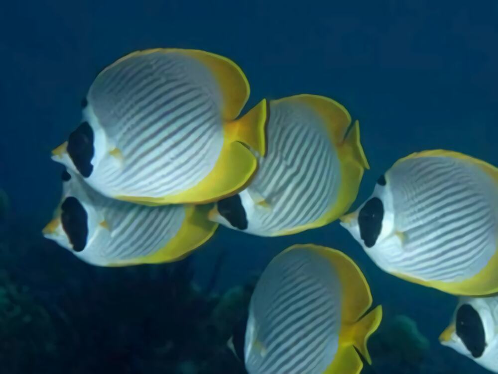 熊猫蝶身份信息