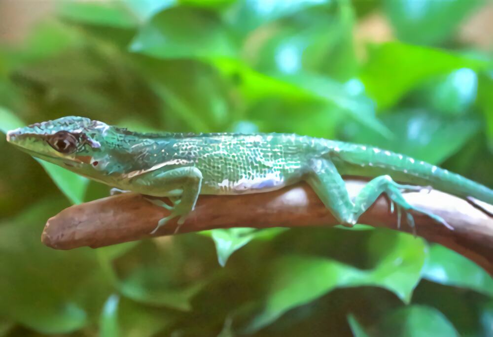 安乐蜥身份信息