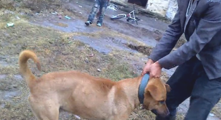 比特犬下乡爆打乡下狗,遭遇几十兄弟围堵复仇,媲美欧美大片