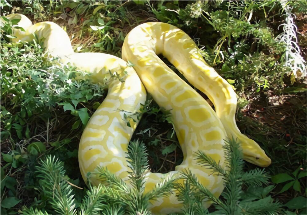 黄金蟒身份信息