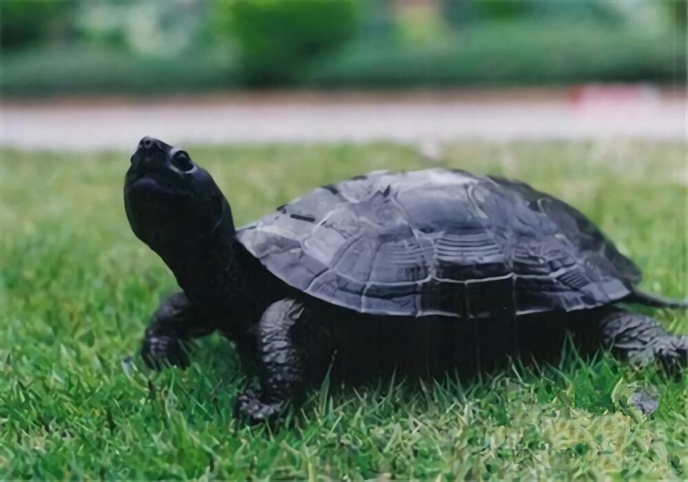 黑颈乌龟身份信息