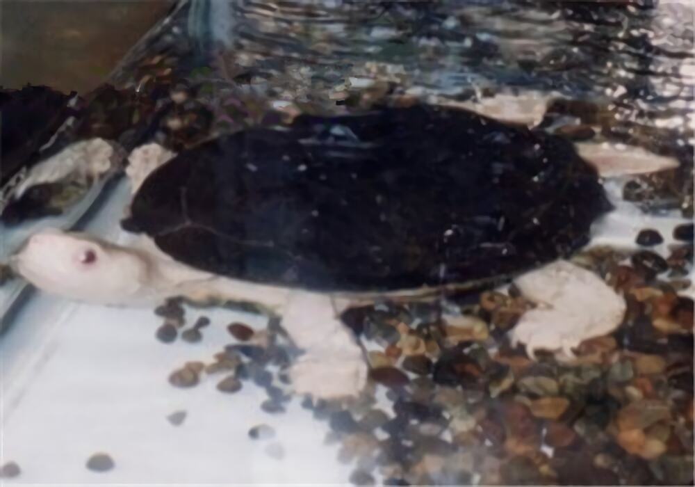 裙边龟身份信息