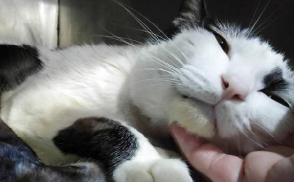 猫咪不如狗狗在乎主人?这只守在主人门口两年的猫,告诉你答案