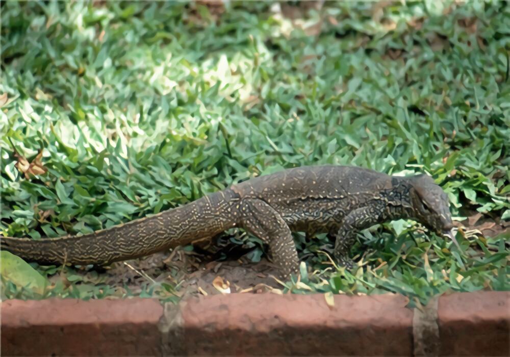 孟加拉巨蜥身份信息