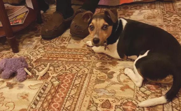 狗狗为什么会盯住一些人“狂吠”?乡村老大爷说出大实话,万万想不到