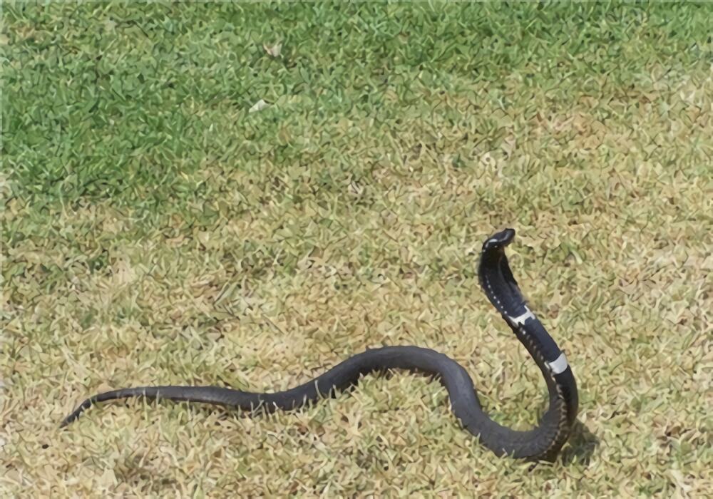 舟山眼镜蛇身份信息