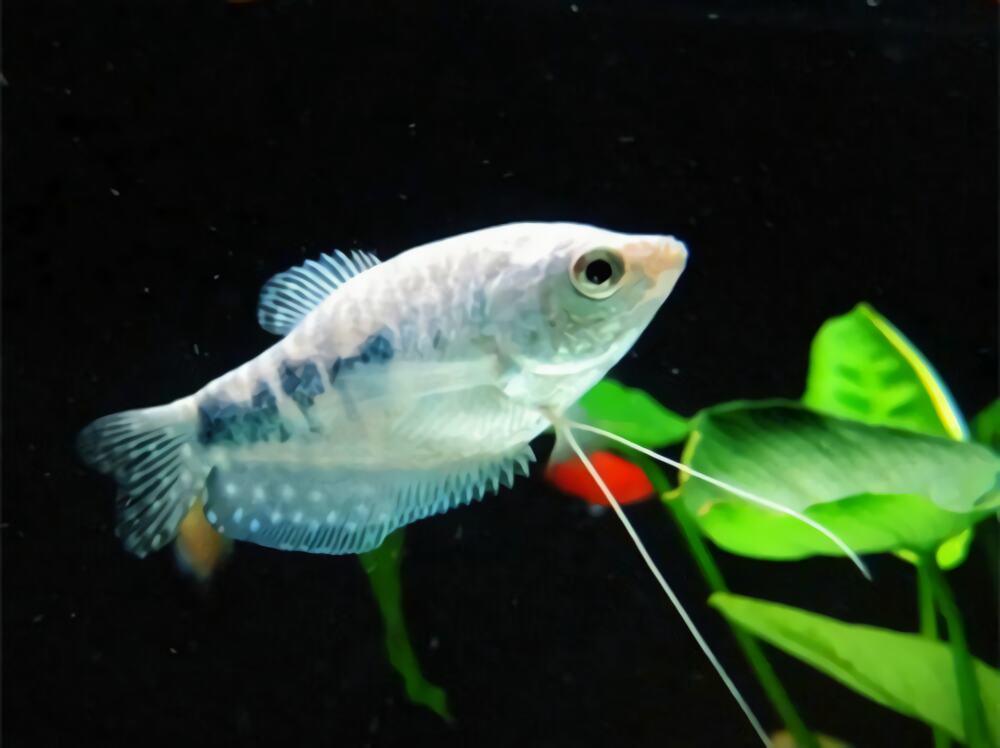 银曼龙身份信息