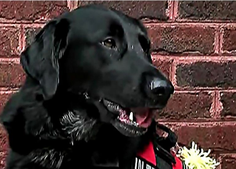 美国发生一件保姆虐童案 忠犬狂吠揭发恶行