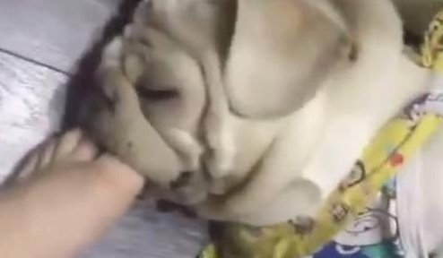 狗狗睡觉打呼噜,主人感觉很吵,立即把脚伸进去塞住!