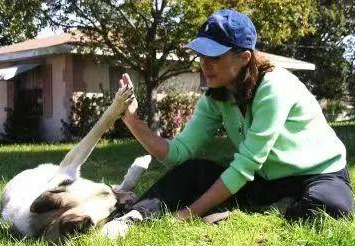 笑死!走失的小猎犬,意外参加比赛并喜提第三名