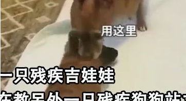 双腿截肢的狗狗成为“老师”,它还教会了其它残疾狗走路,好励志