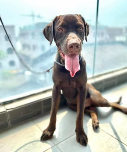 拉布拉多犬咬家具被丢弃,狗狗到新家后又咬充电线,结果再次被弃养