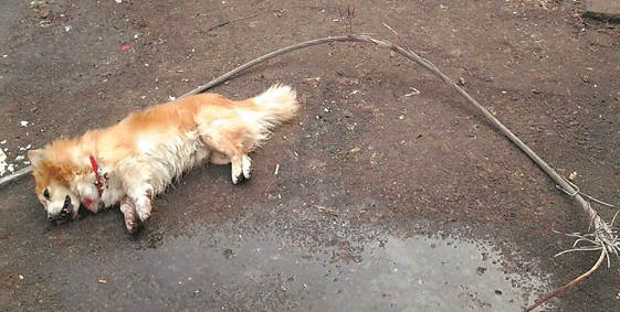 220伏电线脱落蝴蝶犬被电死亡