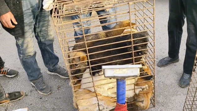 因伤了小孩,9只小土狗全上狗肉车
