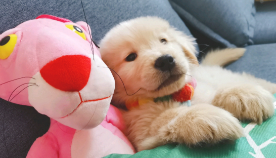 狗子都没有笑容，主人白对它那麼好啦，狗：我并不要想