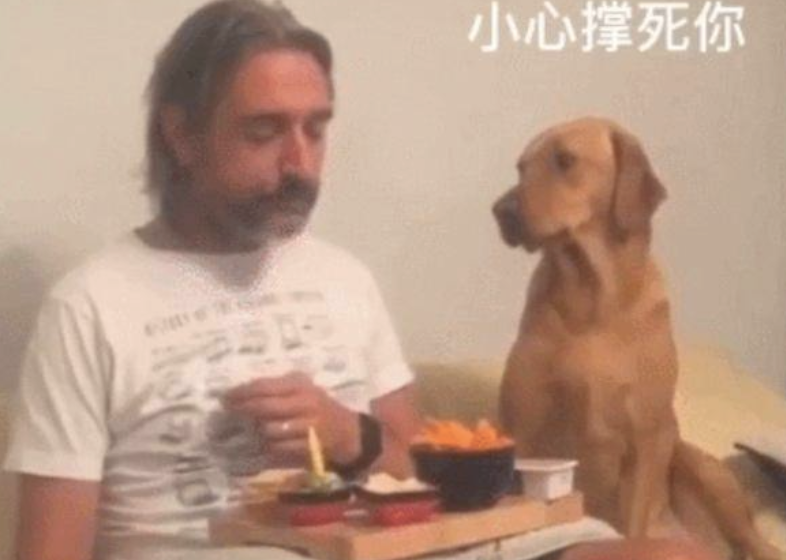 狗狗盯着食材看,当主人看它时,它却傲骄的转过头去假装不在乎!