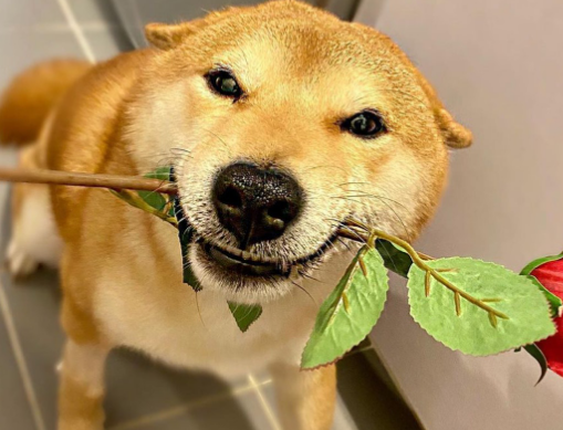 主人回家看到满地黑脚印,柴犬竟然浴室主动求洗白