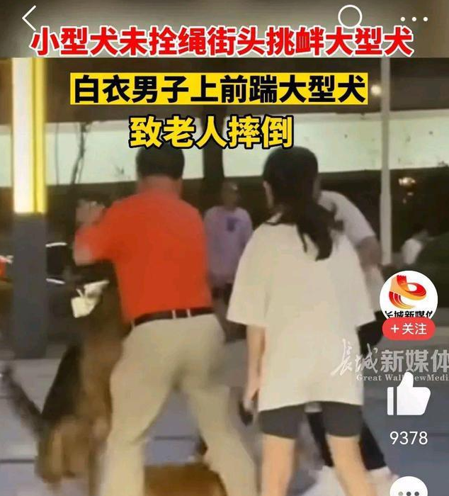 未牵绳小狗挑衅大狗被咬 男子踹狗致老人摔倒