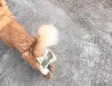 担心狗狗随意怀孕,又不可以圈在家里,主人心血来潮作出奇怪的事
