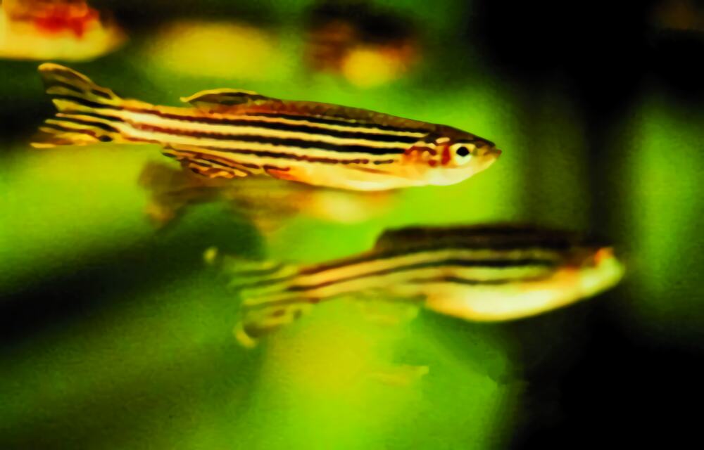 斑马鱼身份信息