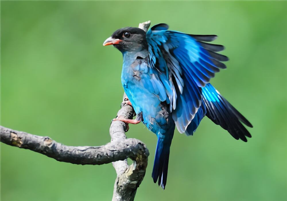 三宝鸟身份信息