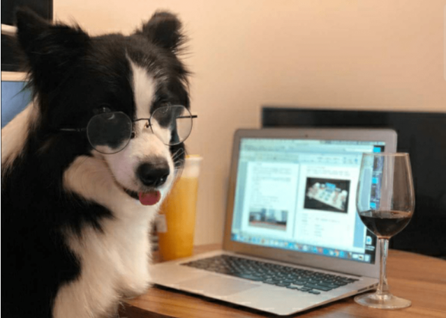 边牧犬全身被砍数十刀,伤口触目惊心,太残忍了!